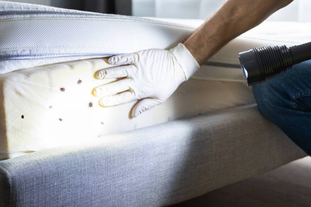 Flea Control Services in Atlantic Beach, FL