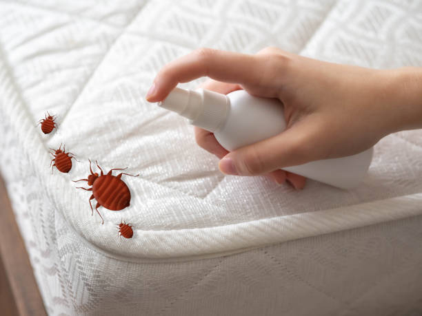 Best Local Pest Control Services  in Atlantic Beach, FL