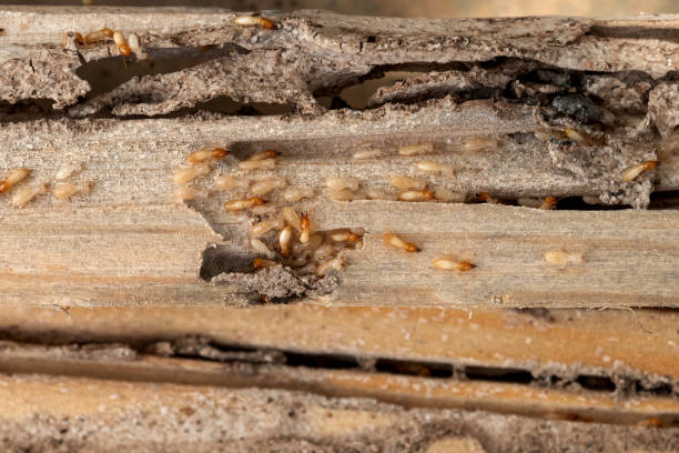 Best Wasp Removal Services  in Atlantic Beach, FL